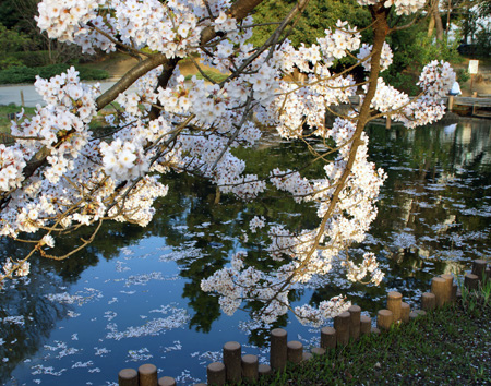 菖蒲池と桜の精2