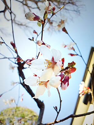 仙台ヒゲーニョ家のミニ桜