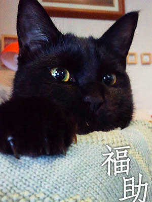 仙台の黒猫・福助さん