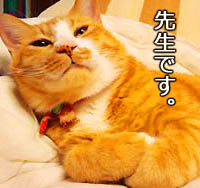 仙台の猫・ゆず丸先生
