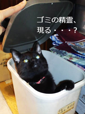 ゴミ箱からニャー!!　ｂｙ福助