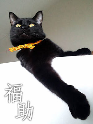 誇らしげな黒猫・福助さん