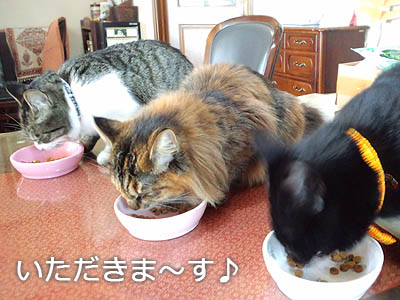 仙台の猫家族、お食事中