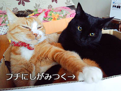 仙台の猫・ゆず丸×福助