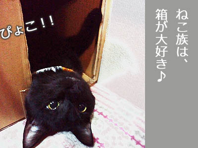 仙台の黒猫・福助さん