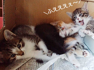 仙台の猫兄弟（生後１ヶ月ちょっと）