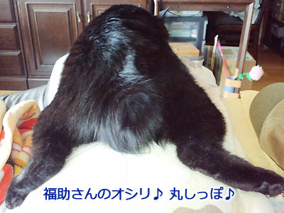 黒猫・福助さんの丸いシッポ