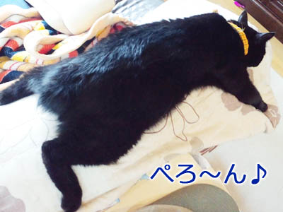 小さな熊五郎みたいな黒猫