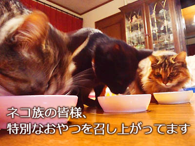 仙台の猫たち、お誕生日