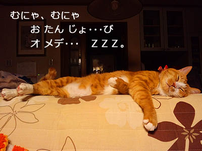 お誕生日に寝過ごした猫・ゆず丸先生