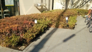 ビルの緑地管理 ツツジ植栽 埼玉県さいたま市 さいたま市造園業
