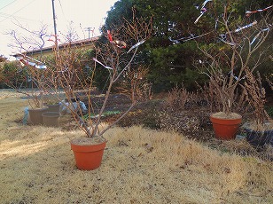 ブルーベリー　鉢植え　４鉢