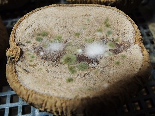 ジャガイモ　トウヤ　種イモ　切り口　カビ　（１）