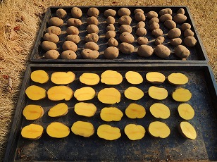 ジャガイモ　インカのめざめ　種イモ　準備完了