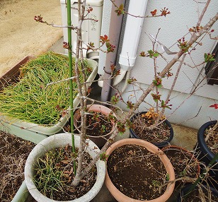ハナカイドウ　鉢植え