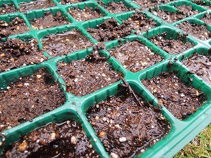 湿らせた種まき用土をセルトレイに入れる　（２）