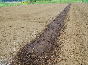 エダマメ　サッポロミドリ　栽培予定地　土作り　（２）