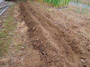 サトイモ　種イモ　植え付け　溝を掘る