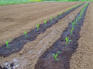 トウモロコシ　ゆめのコーン　苗　植え付け完了