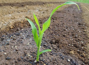 トウモロコシ　ゆめのコーン　苗　植え付け　（２）