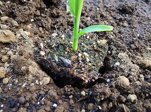 トウモロコシ　ゆめのコーン　苗　植え付け　（１）