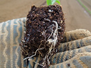 トウモロコシ　ゆめのコーン　苗　根鉢