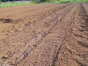 トウモロコシ　ゆめのコーン　苗　植え付け　土作り　（２）