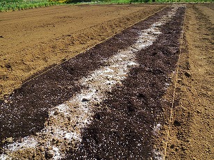 トウモロコシ　ゆめのコーン　苗　植え付け　土作り　（１）