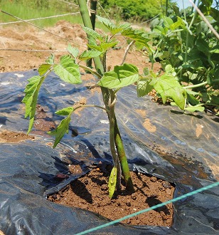 ミニトマト　イエローアイコ　苗　植え付け完了　（２）