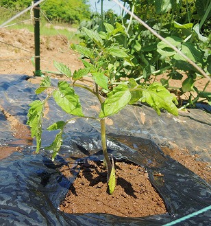 ミニトマト　イエローアイコ　苗　植え付け完了　（１）