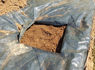 ミニトマト　イエローアイコ　苗　植え付け　土作り完了