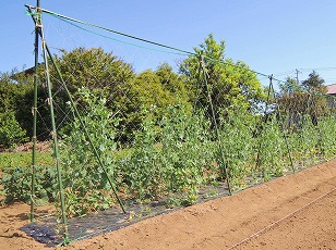 ミニトマト　イエローアイコ　栽培予定地