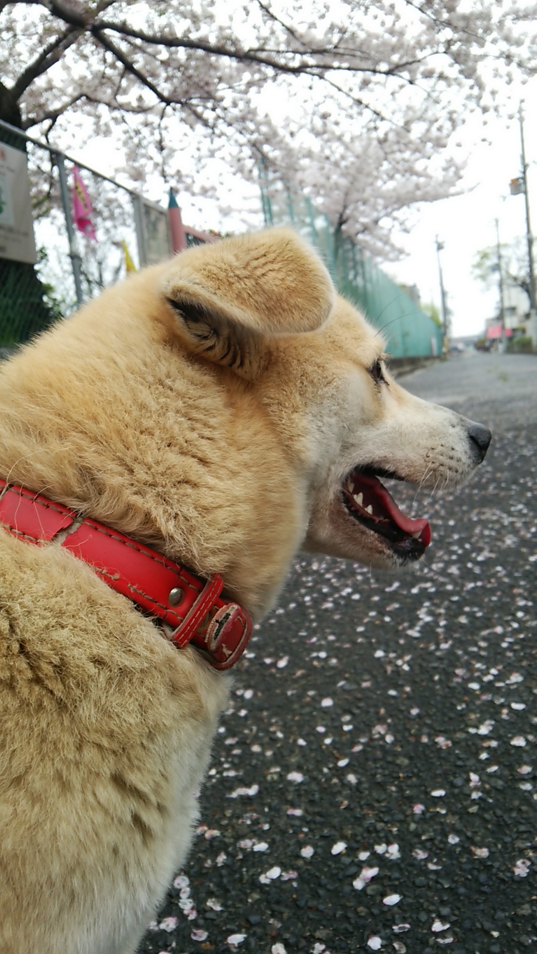 犬　MIX　らんちゃん