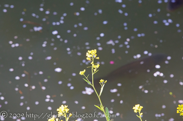 小江戸川越 新河岸川２０１４ 菜の花