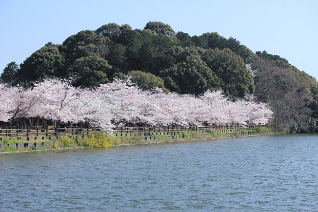亀鶴公園　桜