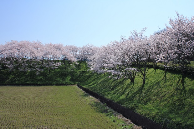 三木町総合運動公園　桜