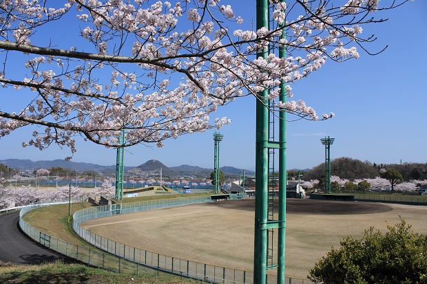 三木町総合運動公園　桜