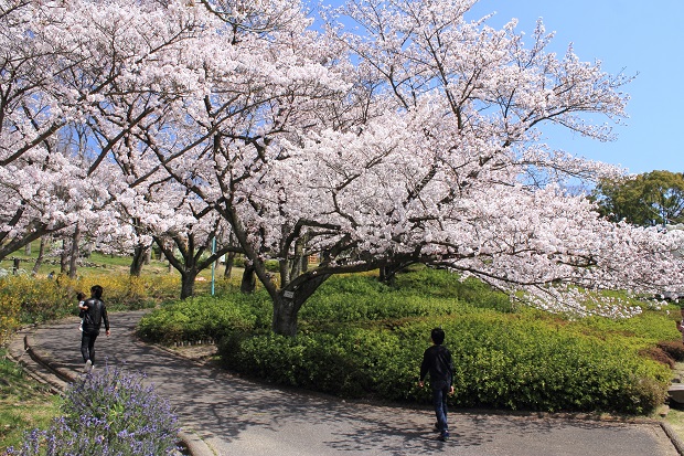 峰山公園　桜