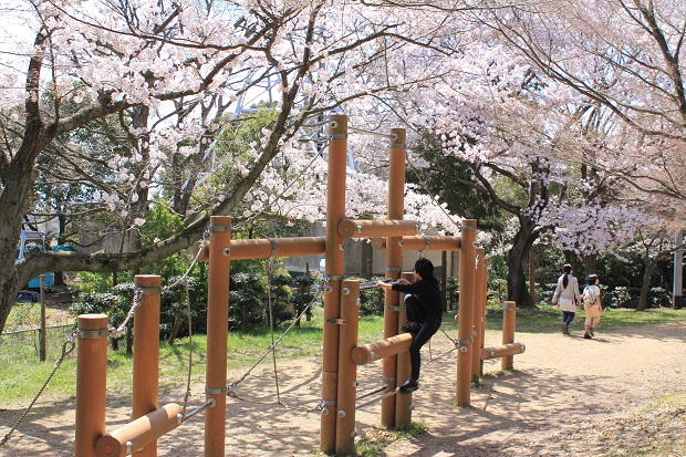峰山公園　桜