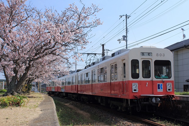 コトデン房前駅　桜