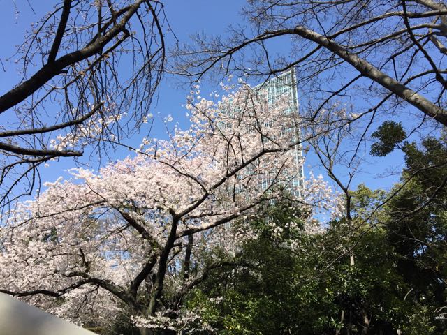 2015桜2
