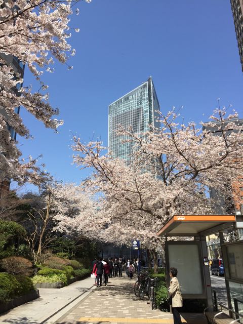 2015桜3