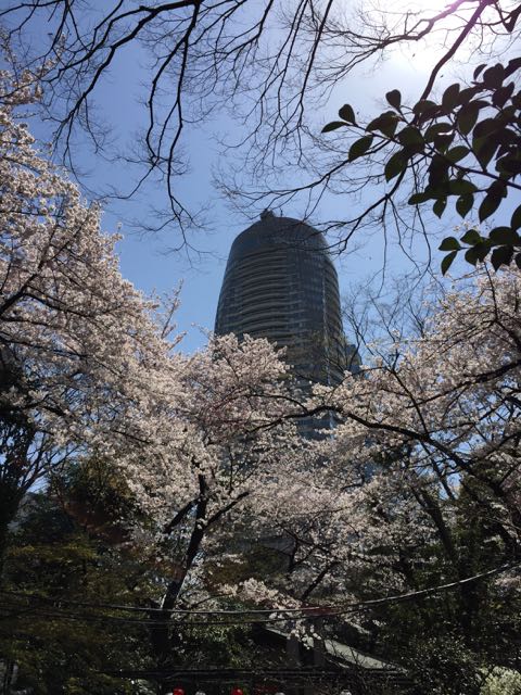 2015桜1