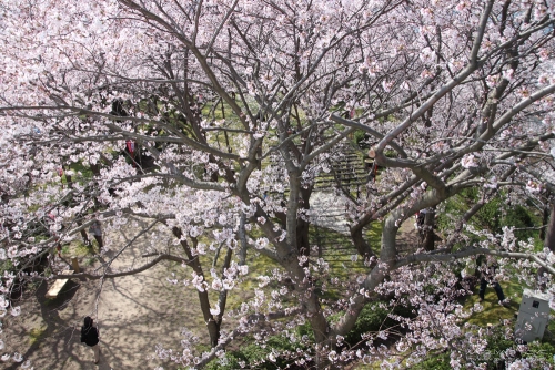 境台場公園 桜まつり