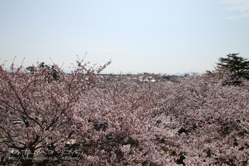 境台場公園 桜まつり
