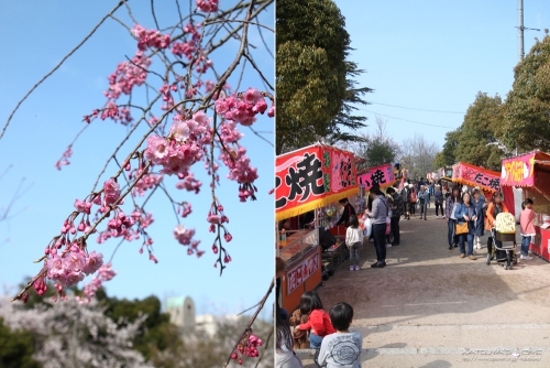 湊山公園「米子桜まつり」