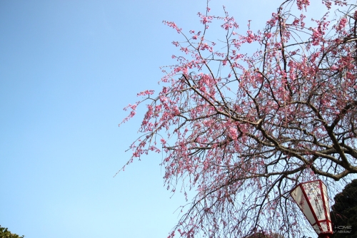 湊山公園「米子桜まつり」