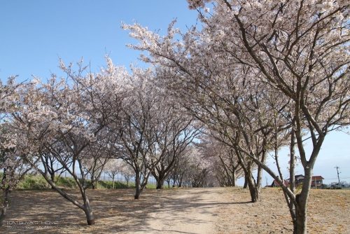 ほせ村の桜堤
