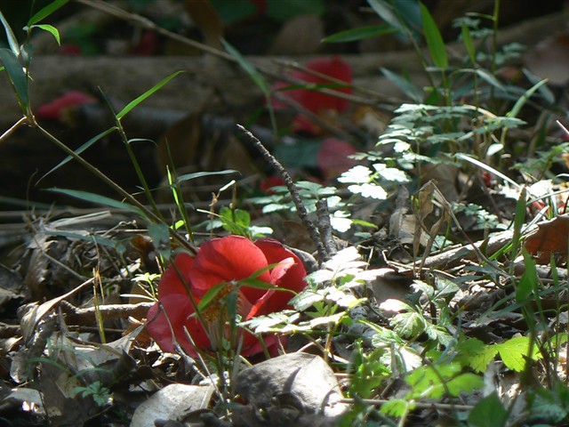 ツバキの花