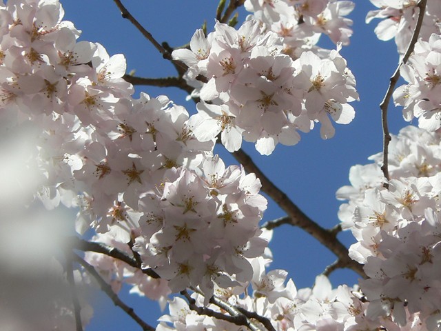 枝垂桜５